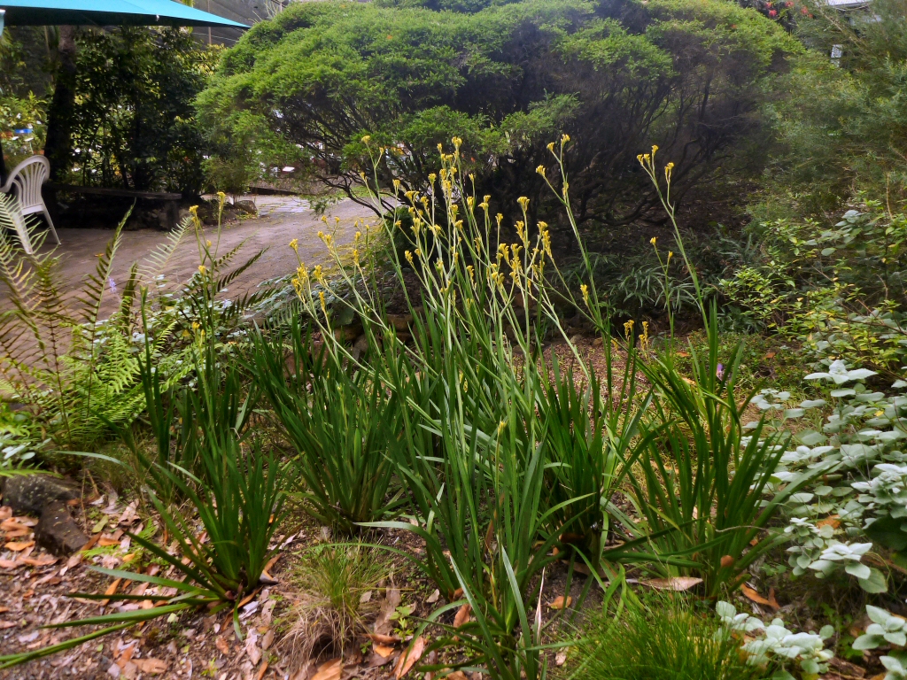 Anigozanthos ‘Bush Gold’ Kangaroo Paw Gardening With Angus
