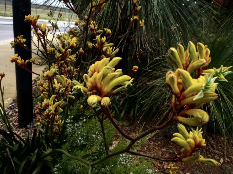 Anigozanthos ‘Gold Velvet’ Kangaroo Paw Gardening With Angus