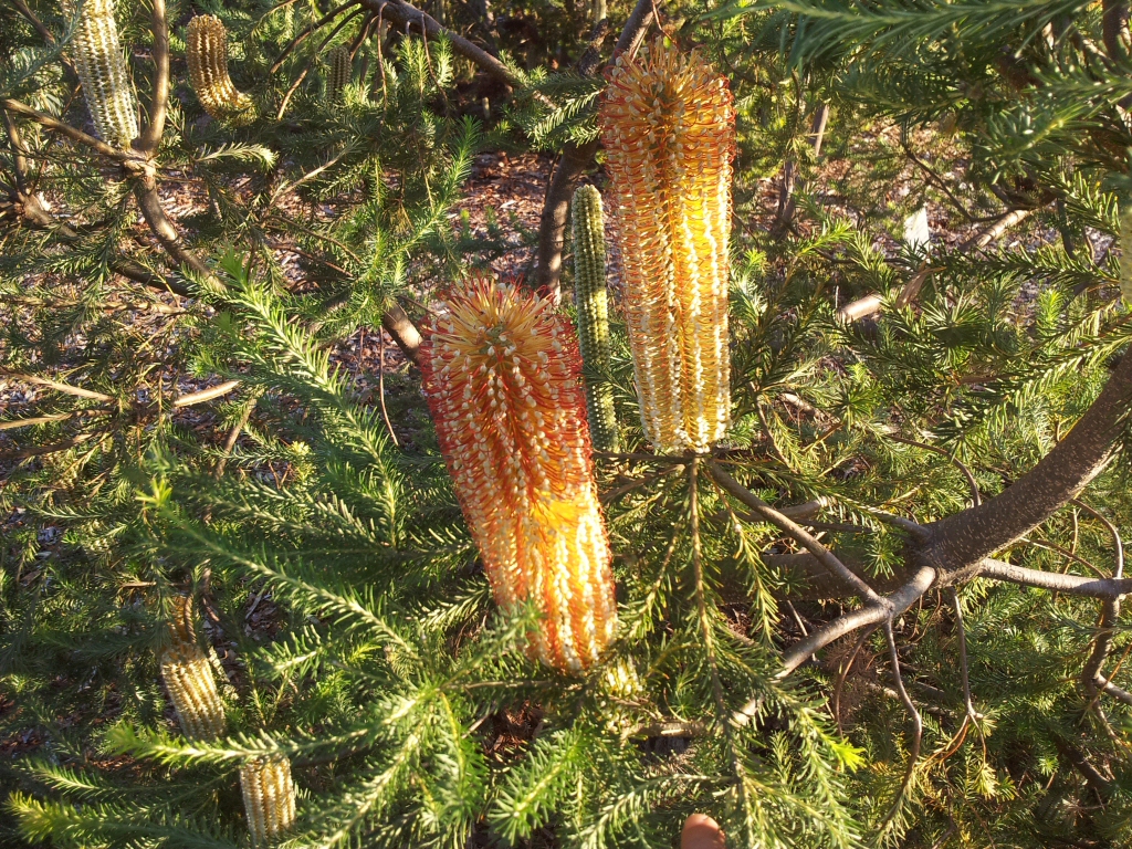 Banksia ericifolia Heath Banksia Gardening With Angus