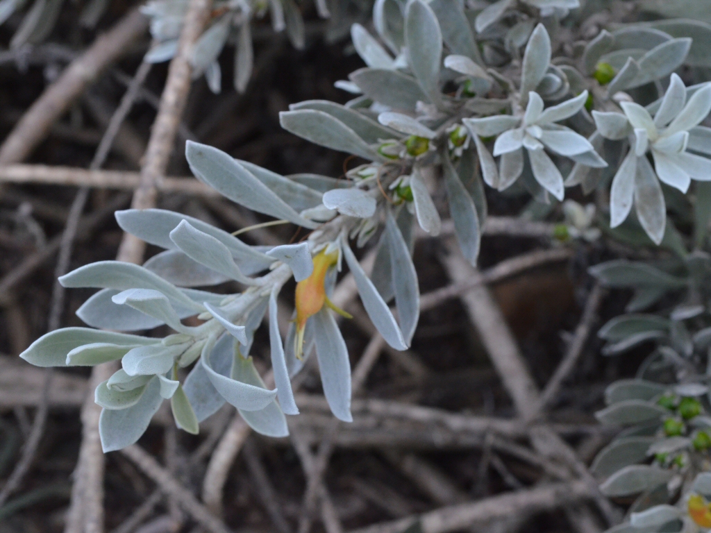 Eremophila glabra ‘Kalbarri Carpet’ Tar Bush Gardening With Angus