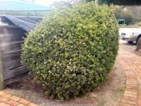 Leionema elatius x lamprophyllum Green Screen is a good hedge plant for shade