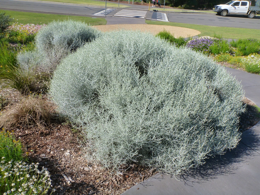 leucophytabrownii_cushionbush3 Gardening With Angus