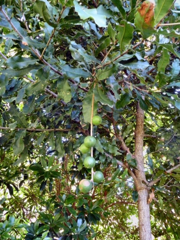 Growing Macadamia nuts in your backyard Gardening With Angus