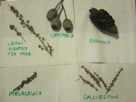 A selection of woody pods, with their seeds sealed up tight inside