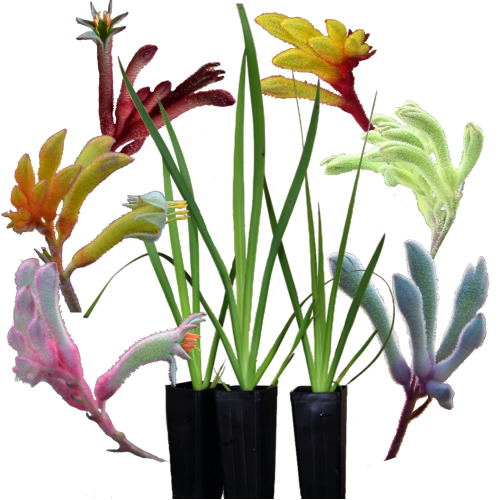 Growing Kangaroo Paws Gardening With Angus