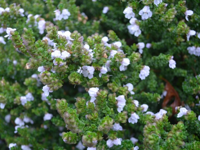 Prostanthera cuneata Alpine Mint Bush Gardening With Angus