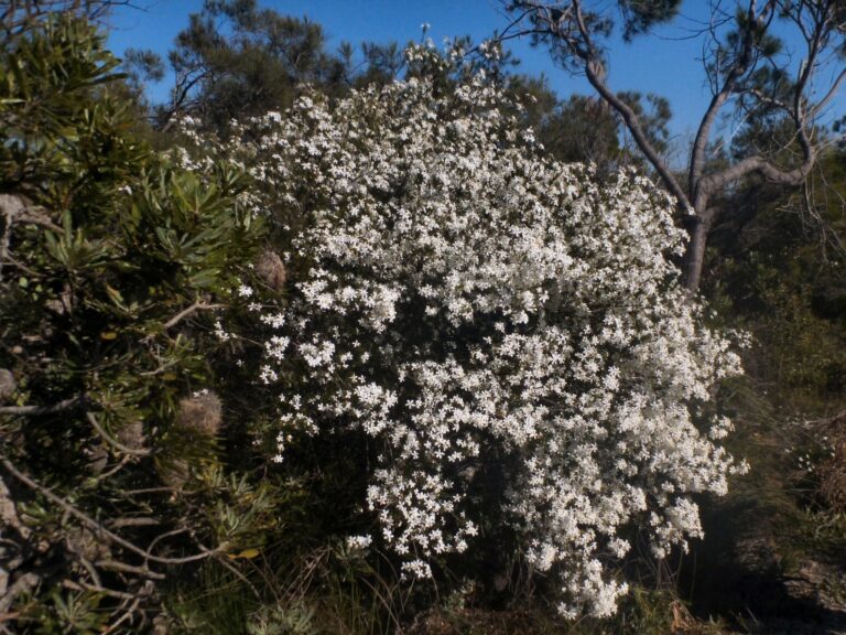 Ricinocarpos pinifolius Wedding Bush Gardening With Angus