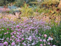 wildflower meadow with kangaroo paws and everlasting daisies