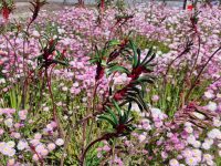 Wildflower meadow with red and green kangaroo paws pink everlastings