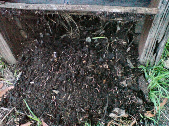 Finished compost full of worms