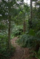 informal curved bark mulch path through a rainforest garden