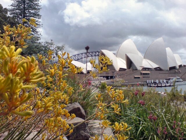 Two iconic Australian images- kangaroo paw against Opera House sails