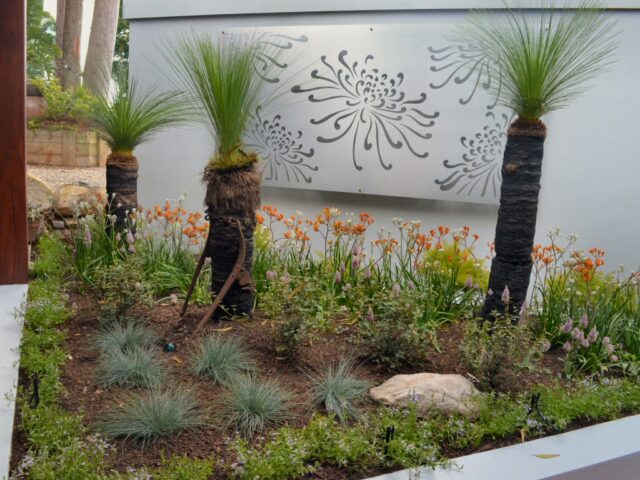 Native garden by Brookes Blooms with grass trees, kangaroo paws, lomandras
