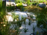 Natural pond feature with kangaroo paws and rushes