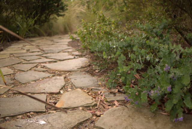 stone flagging path with fine leaf lomandra