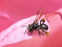 tetragonula carbonaria native bee
