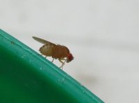 Close up of a vinegar fly