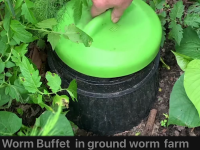 worm buffet in garden bed