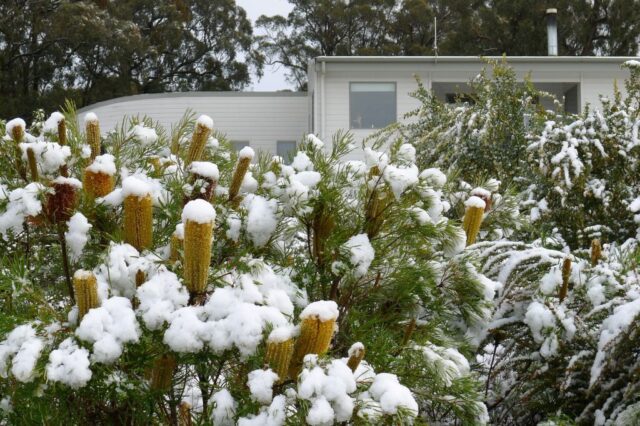 Snow melting on Banksia spinulosa compact form