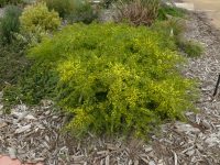 Acacia acinacea wattle 'Pot-o-Gold'