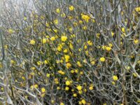 Acacia aphylla - leafless rock wattle