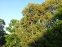 Acacia aulocarpa - hickory wattle