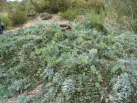 Acacia baileyana prostrate Cootamundra wattle