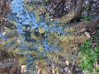 Acacia baileyana purpurea - Cootamundra wattle