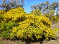 Acacia cardiophylla - Wyalong wattle