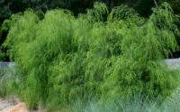 Acacia cognata river wattle 'Emerald Curl'
