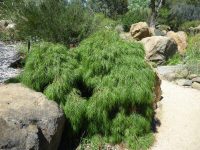 Acacia cognata river-wattle 'Green Mist'