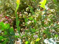 Acacia glaucoptera - clay wattle