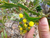 Acacia glaucoptera - clay wattle has unusual flowers that grow on the leaves
