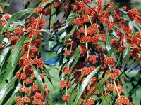 Acacia leprosa wattle 'Scarlet Blaze'