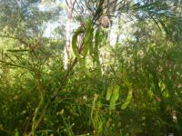Acacia linifolia - flax wattle seed pods