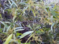 Acacia macradenia - zig-zag wattle