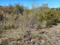 Acacia merinthophora - wattle