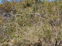 Acacia merinthophora - wattle