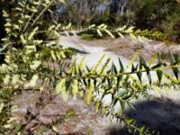 Acacia oxycedrus - spike wattle