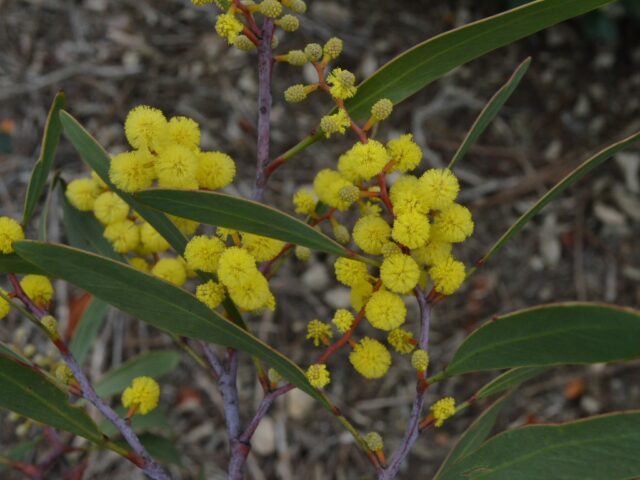 Acacia pycnantha - golden wattle is the national floral emblem of australia