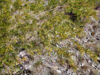 Acacia resinicostata - wattle