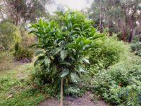 Acronychia acidula - lemon aspen is a great bush tucker plant