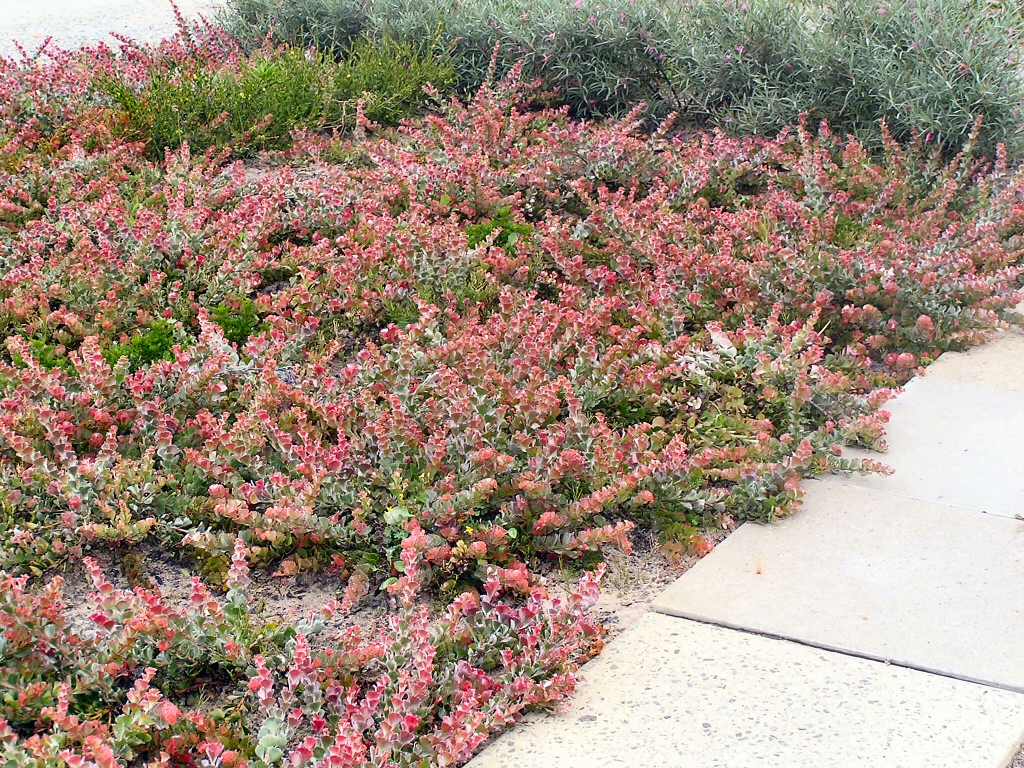 Great Ground Covers For Your Garden, Pink Ground Cover Plants Australia