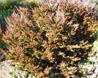 Adenanthos sericeus woolly bush 'Copper Glow'