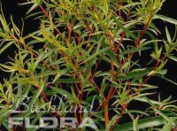 Agonis flexuosa - willow myrtle 'Swan River Babe'