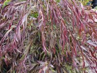 Agonis flexuosa willow-peppermint 'Burgundy'
