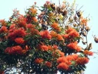 Alloxylon flameum - tree waratah
