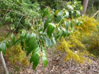 Alphitonia excels - red ash is a useful rainforest tree