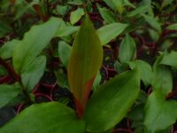 Alpinia caerulea - red-back native ginger