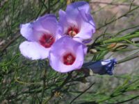 Alyogyne hakeifolia - native hibiscus